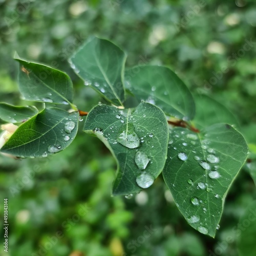 dew on leaf