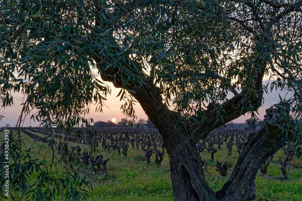 Obraz premium Tronc d'olivier