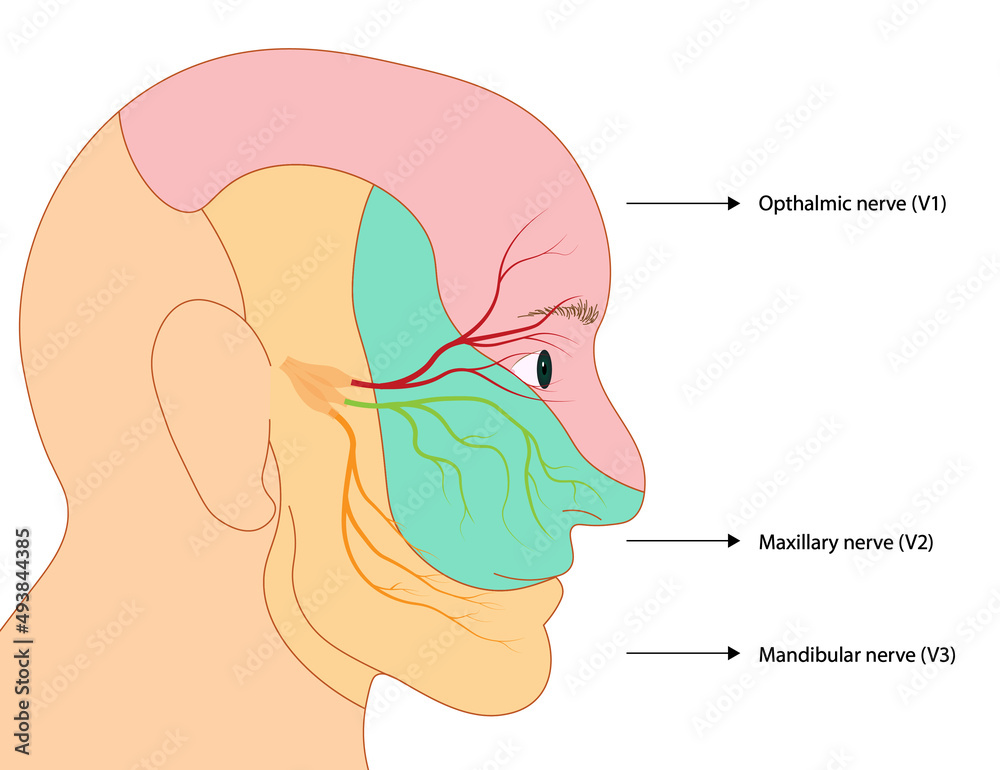 Trigemial nerve illustration. Ophtalmic, Maxillary and mandibular nerve  Stock Illustration