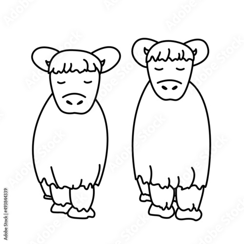 Highland cattle vector illustration 