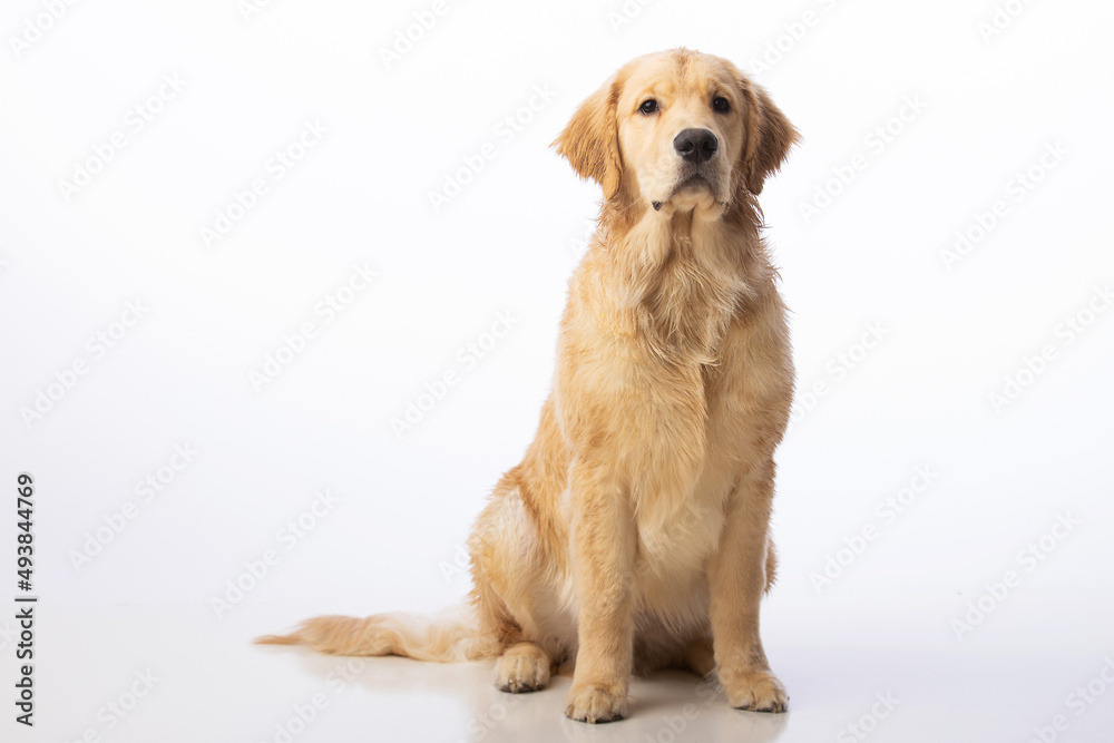 7 month old healthy pure bred golden retriever puppy dog. Portrait on seamless white background. 