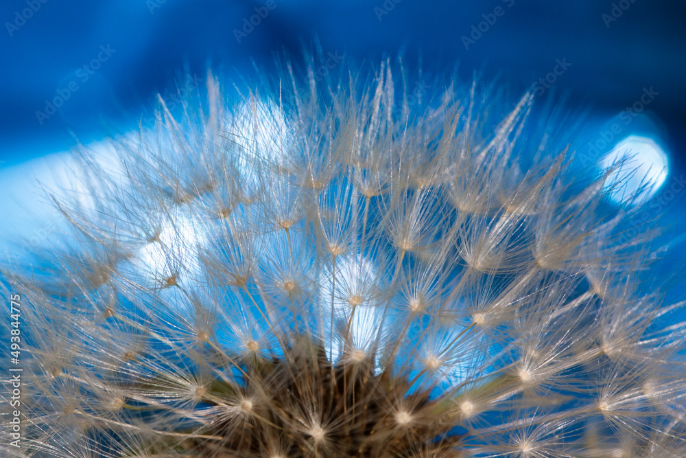 dandelion and blue