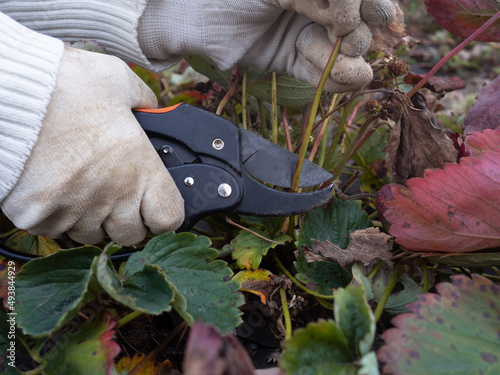 Woman gardener cut old strawberry runners and leaves with secateurs in autumn garden. Seasonal garden work and farming photo