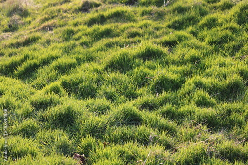 Full frame image of meadow with tufts of grass in evening sunlight