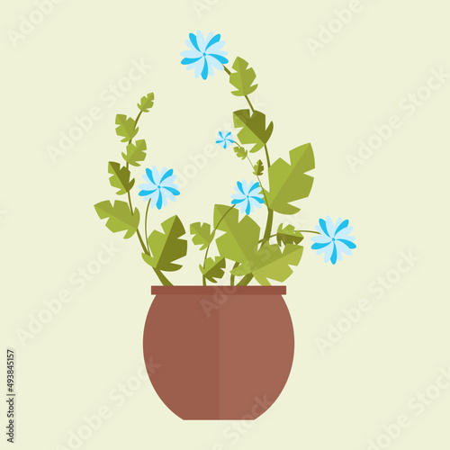 Blue flower in a pot