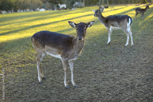 Fototapeta Naklejka Na Ścianę i Meble -  Roebuck - buck (Capreolus capreolus) Roe deer - goat
