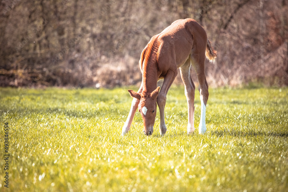 Fototapeta premium Junges Fohlen frisst Gras
