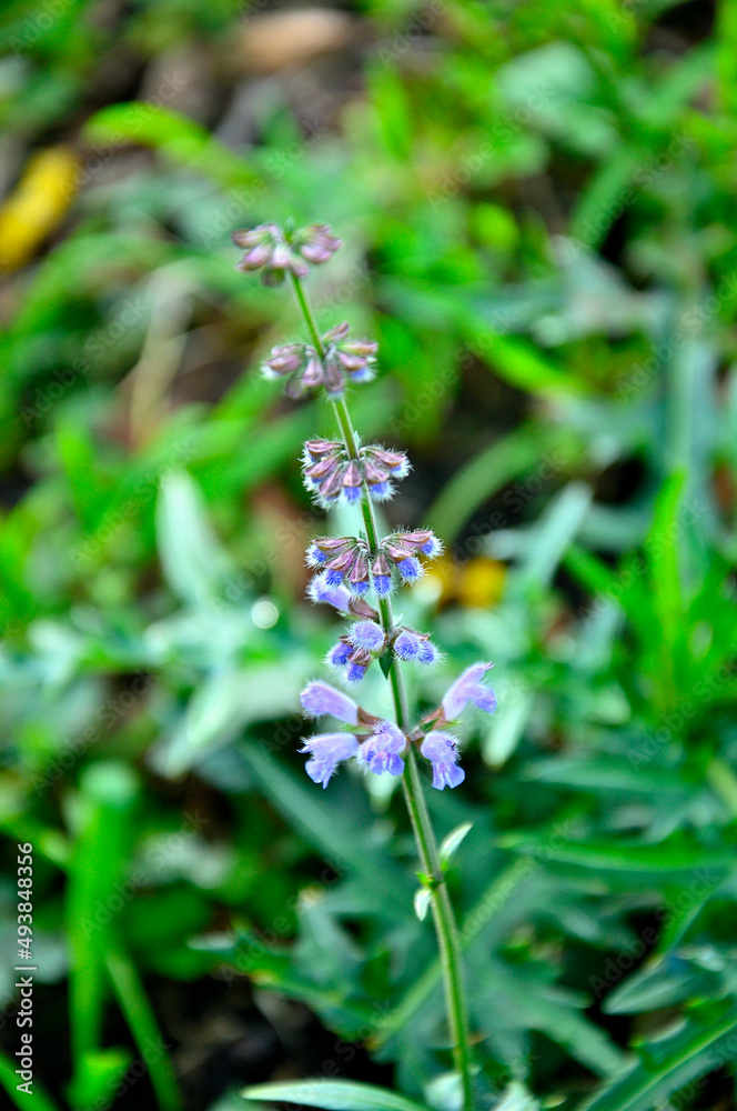 足柄山地の矢倉岳　アキノタムラソウ
アキノタムラソウはシソ科アキギリ属の多年草。和名：秋の田村草　夏から秋頃に山地の野原などで普通に見られる花。背丈は20~80cm程で唇型の青紫色の花を複数個咲かせる。

