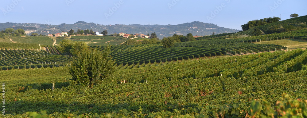 Weinberg im Piemont