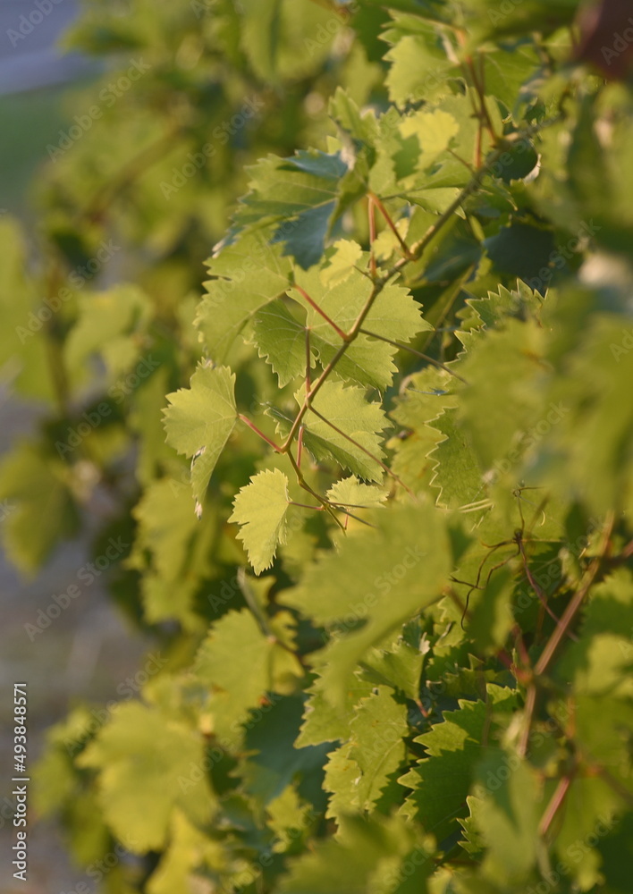 Dicht aneinander gereihte Rebstöcke