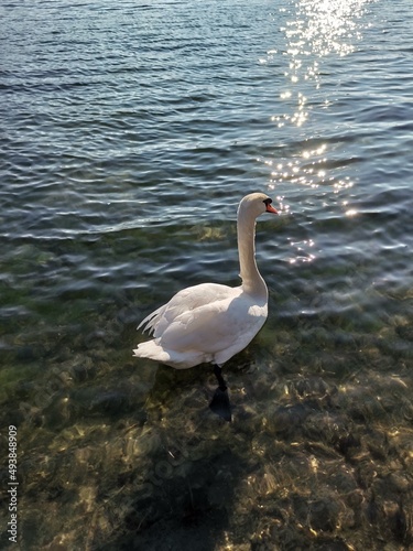 Tableau sur toile swan on the lake