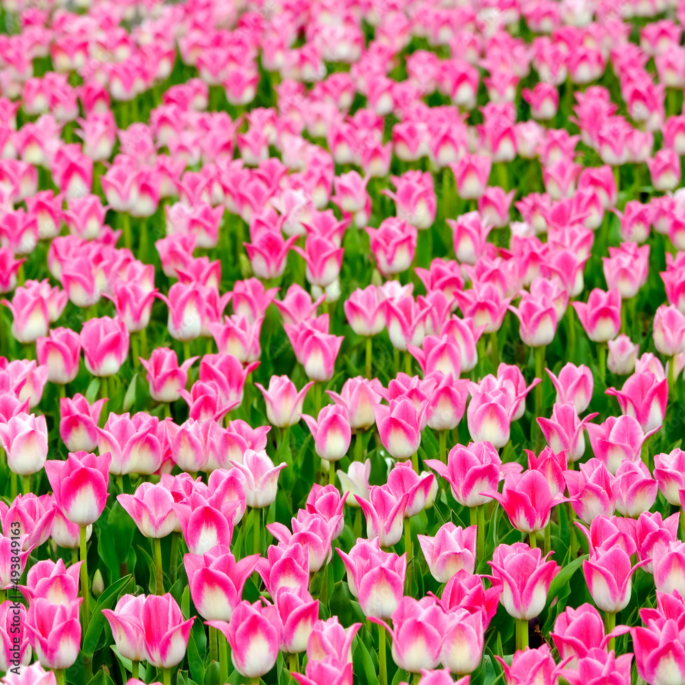 Beautiful field of pink or Magenta tulips close up. Spring background with tender tulips. Pink floral background. Square spring banner