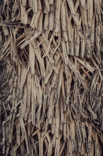 Textura de tronco de palmera © Isaac