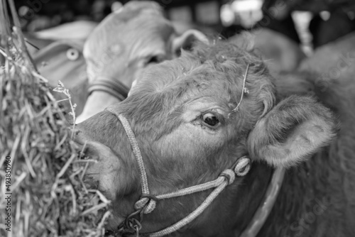 Close-Up Of A Show Cow Eating photo