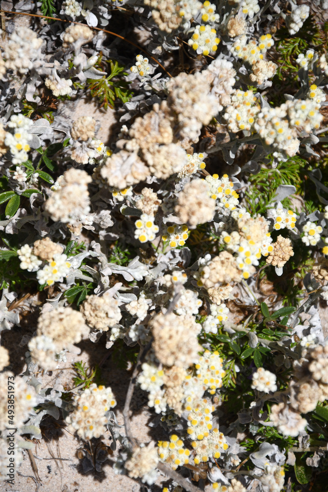 Beautiful flower in the beggining of the sping Beautiful flower in the beggining of the sping