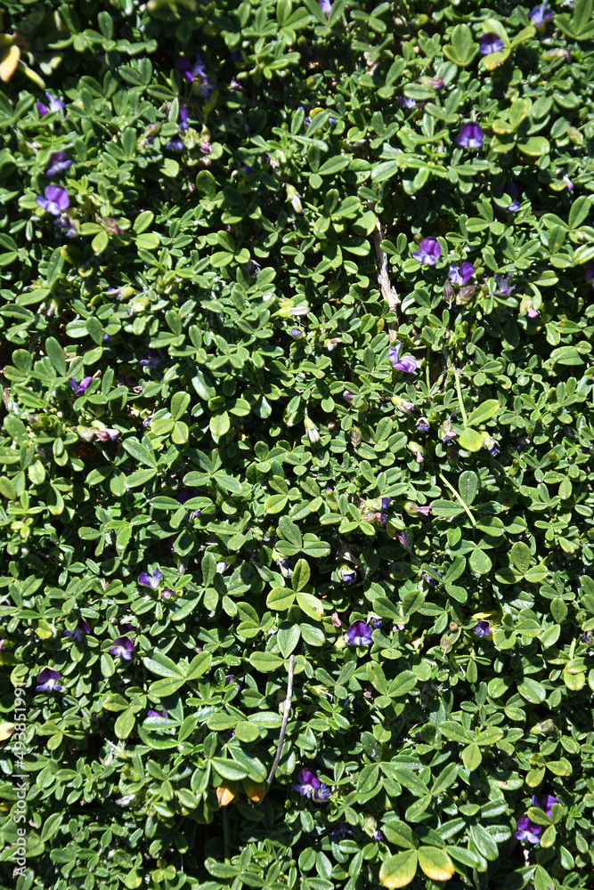 rows of plants in spring rows of plants in spring