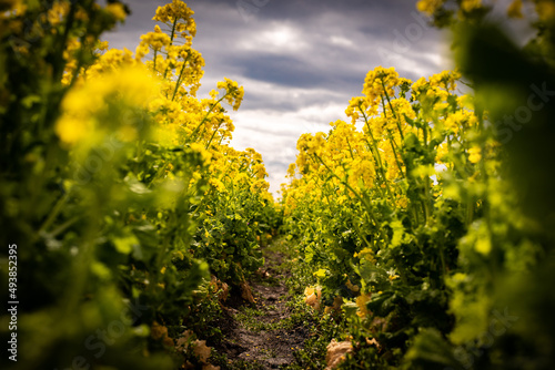 field of yellow flowers