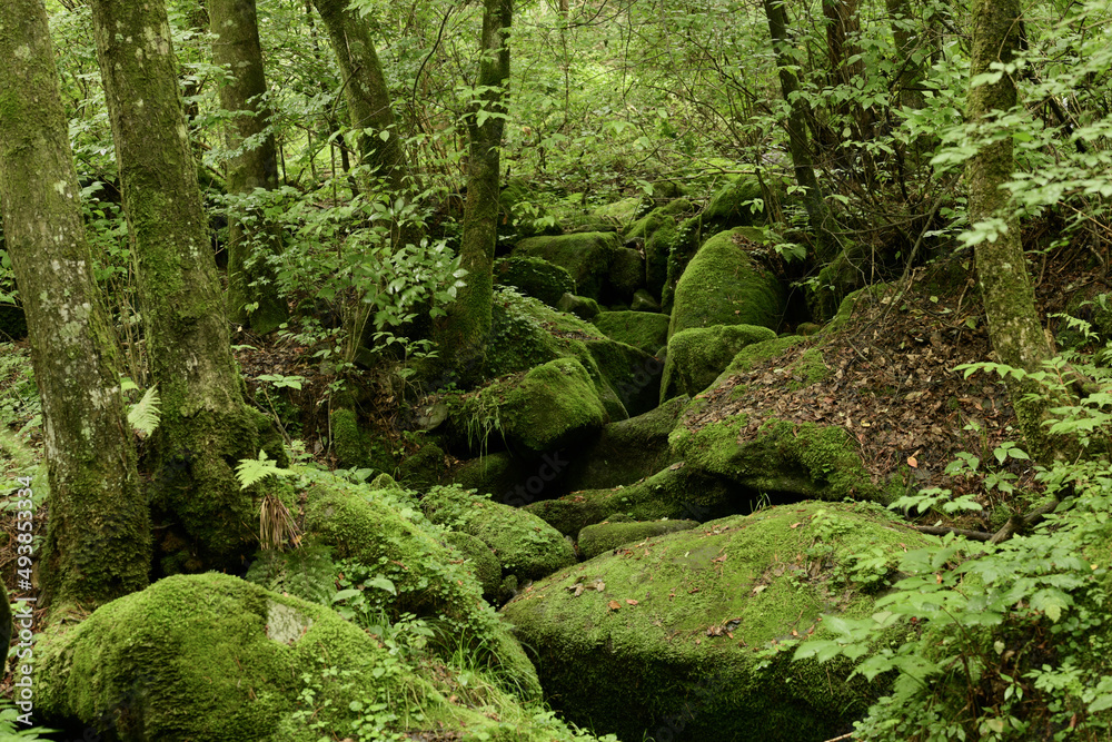 deep forest and waterfall with green moss covered rocks deep forest and waterfall with green moss covered rocks