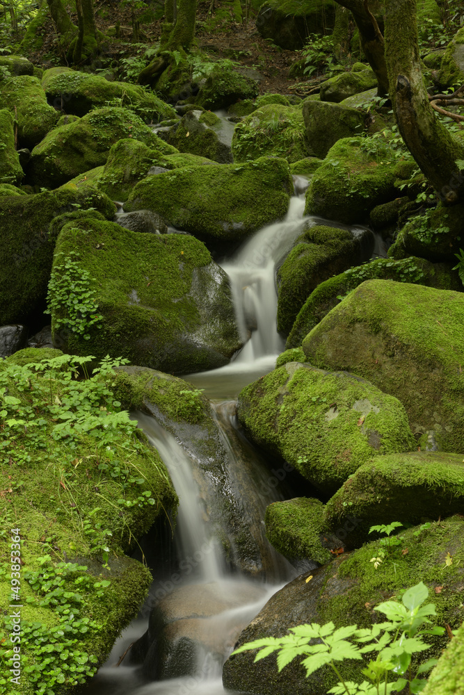 deep forest and waterfall with green moss covered rocks