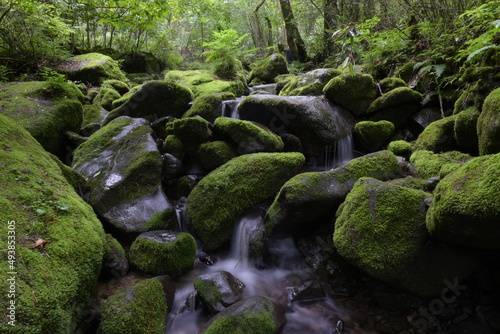 deep forest and waterfall with green moss covered rocks