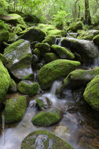 deep forest and waterfall with green moss covered rocks