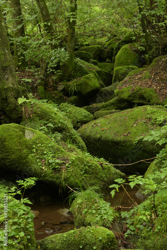 deep forest and waterfall with green moss covered rocks
