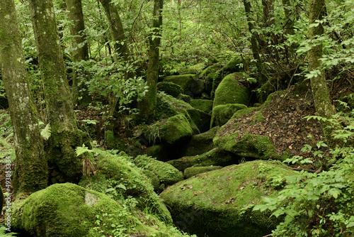 deep forest and waterfall with green moss covered rocks