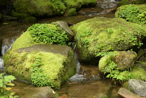 deep forest and waterfall with green moss covered rocks