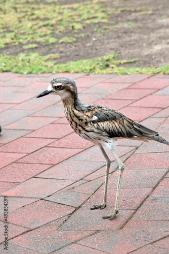 this is a side view of a bush stone curlew