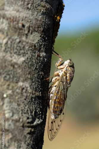common cicada on the tree - Parque da Paz, Almada Portugal - August, 2020