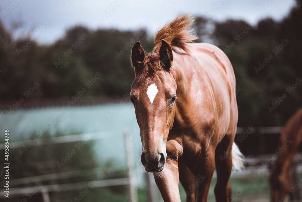 Obraz premium Neugieriges Fohlen auf einer Wiese am Waldrand im Portrait