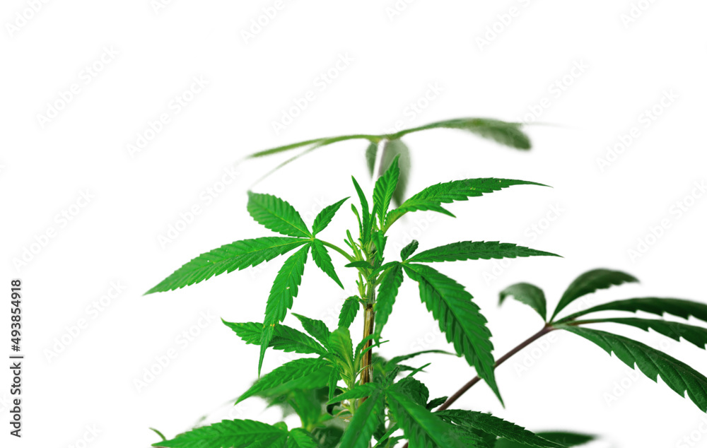 Leafy Cannabis plant isolated on white background with copy space