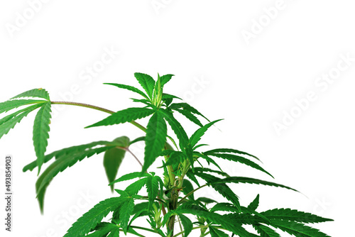 Leafy Cannabis plant isolated on white background with copy space