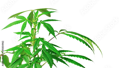 Leafy Cannabis plant isolated on white background with copy space