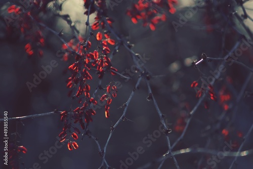 Barberry branch with red transparent dried berries in sunlight outdoors. Red dried barberry berries glow with sunlight.