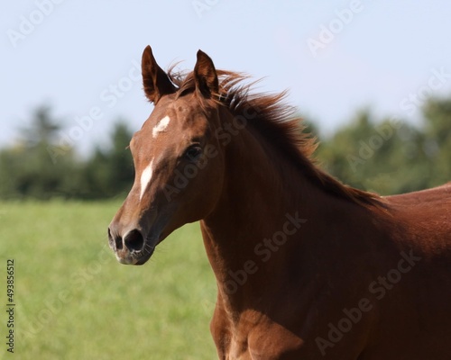 portrait of a horse © Idella Marie 