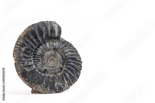Petrified spiral ammonite fossil, plant leaf in stone, isolated on white background with space for text