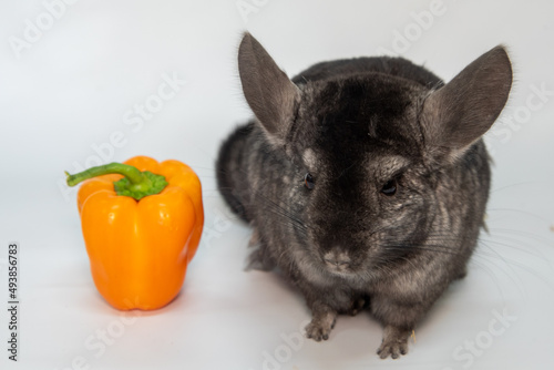 Grey nice chinchilla on white background. High quality photo photo