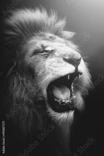 Fototapeta Naklejka Na Ścianę i Meble -  black and white portrait of a roaring white lion