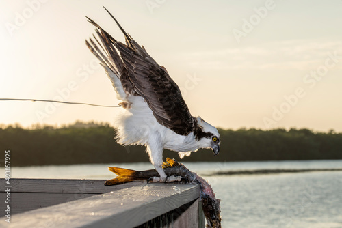 Photography Adult male Osprey pooping and eating a fish in the J