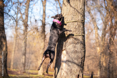 Active American pit bull terrier with a cute pink collar jumps high up the trunk of tree to get a toy. Natural agility of breed makes it one of the most capable canine climbers photo