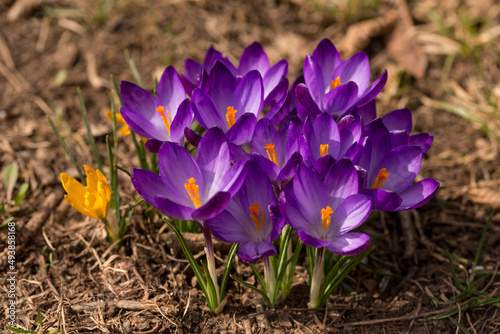 Closeup of violet and yellow crocuses in a cozy rural countryside on a sunny day