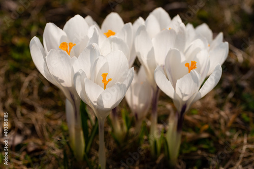 Closeup of white crocuses on a meadow on a sunny day