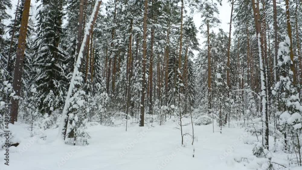Drone shot flying in the winter pine tree forest. Slow flight in forest on winter season.
Drone shot flying in the winter pine tree forest. Slow flight in forest on winter season.