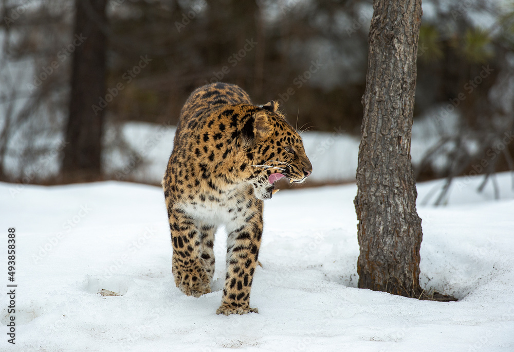 Obraz premium Amur Leopard