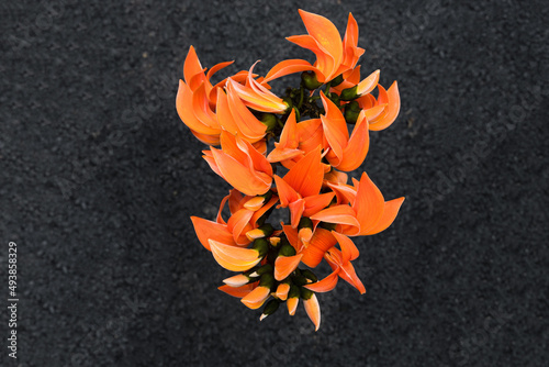 Butea monosperma Ktze or palash flower of southeast asia on white background. Plaso monosperma, Butea frondosa, Erythrina monosperma. Papilionaceae. photo