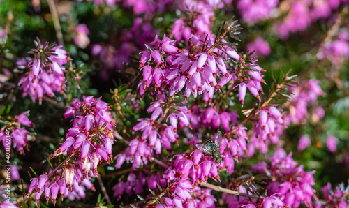 Erica carnea winter heath, winter-flowering heather, spring alpine heath pink Flowers.