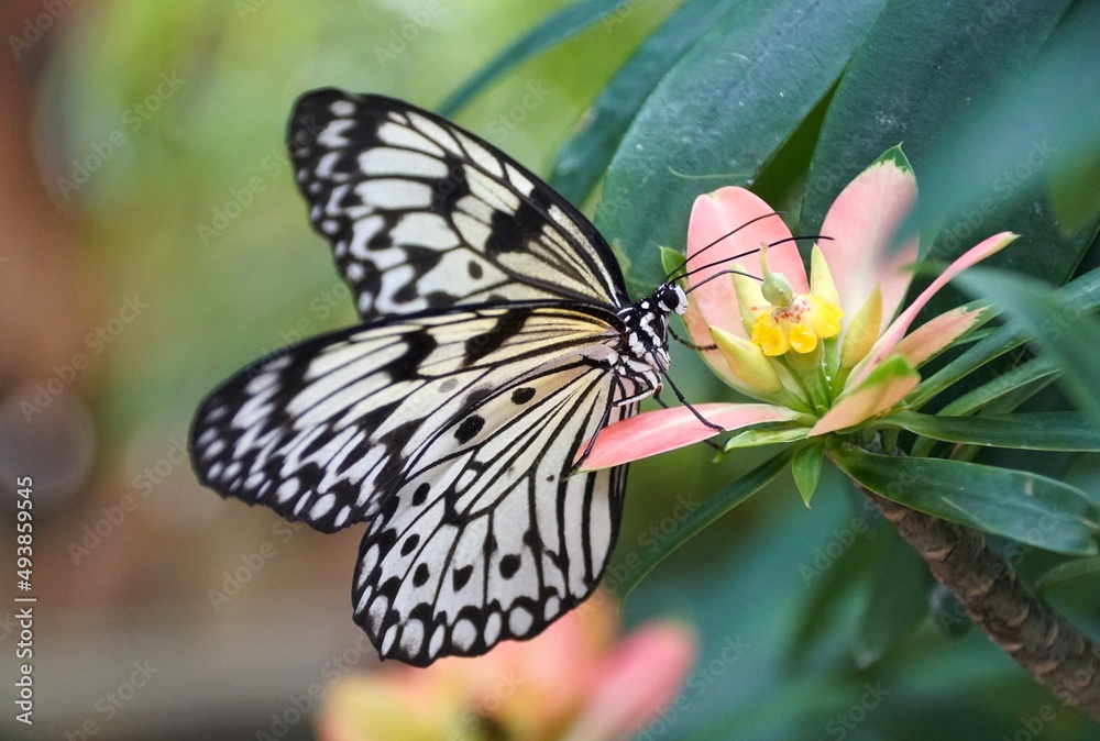 Fototapeta premium Beautiful white and black Idea Leuconoe butterfly on a pink flower