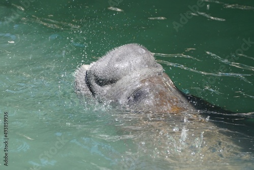 A manatee drinking fresh water dripping from a faucet in Islamorada, Florida