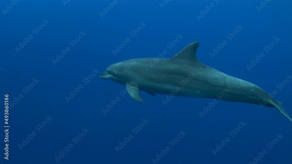 Close shot of Bottlenose dolphin, tursiops truncatus  in clear blue water of the south pacific ocean posing in front of the camera.